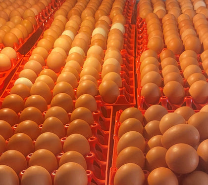 Free Range Eggs